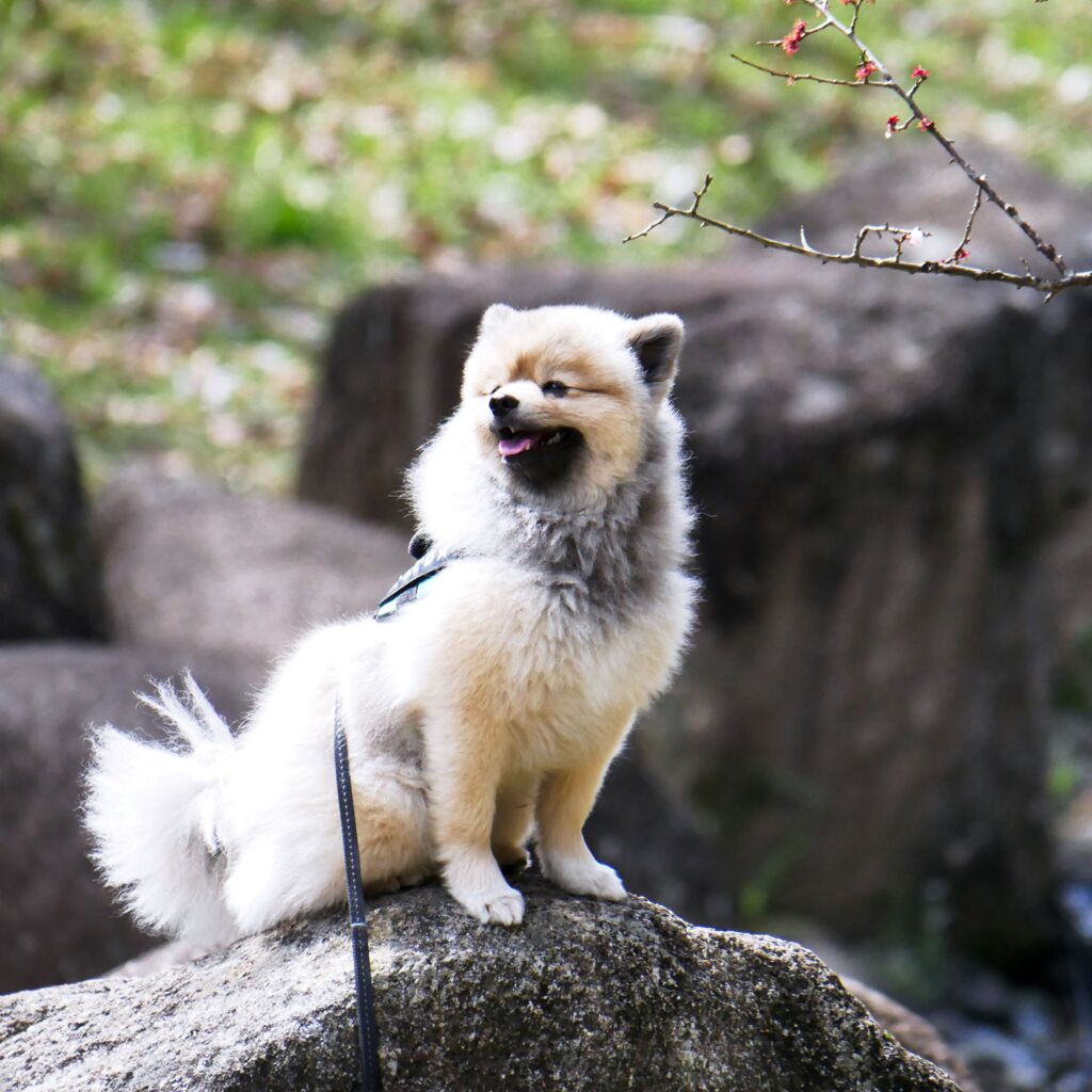 岩場のわんこ