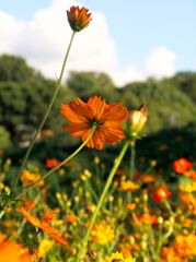 公園の花