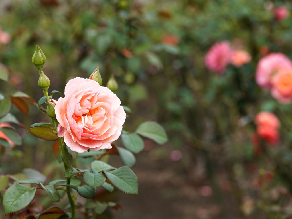 ヴェルニー公園の花