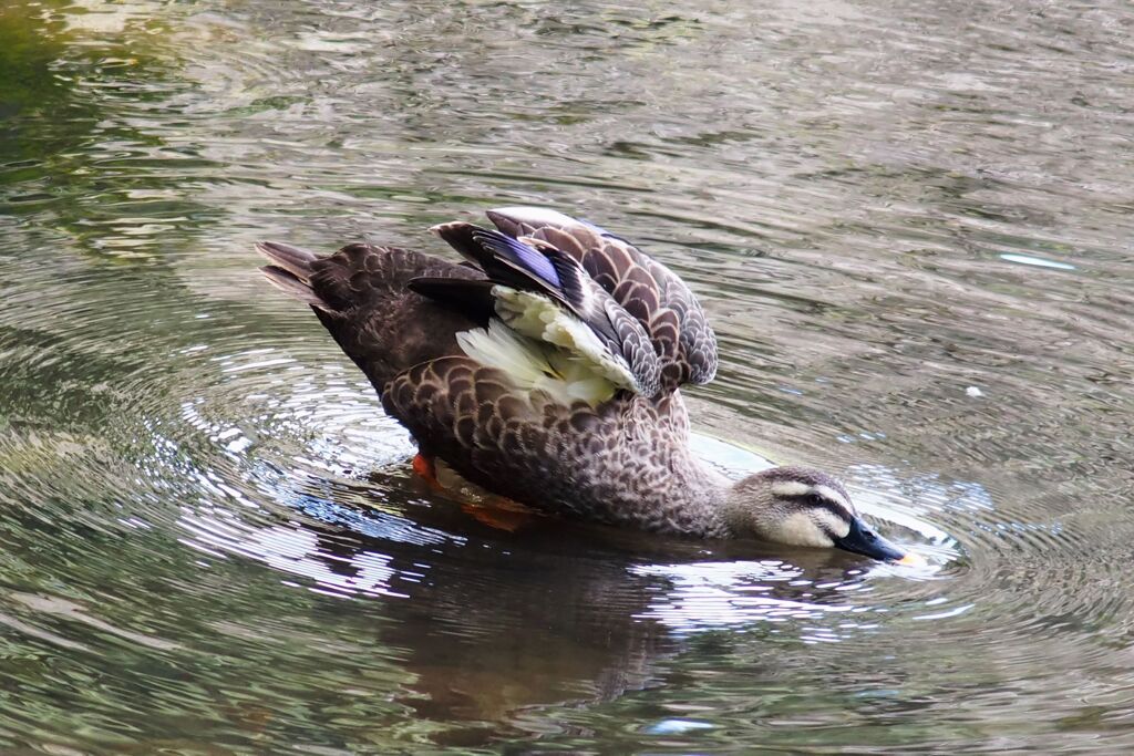 水面のベット