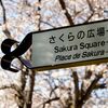 さくらの広場