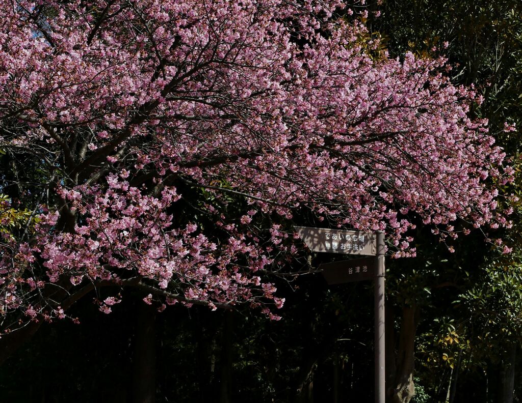 公園の一角