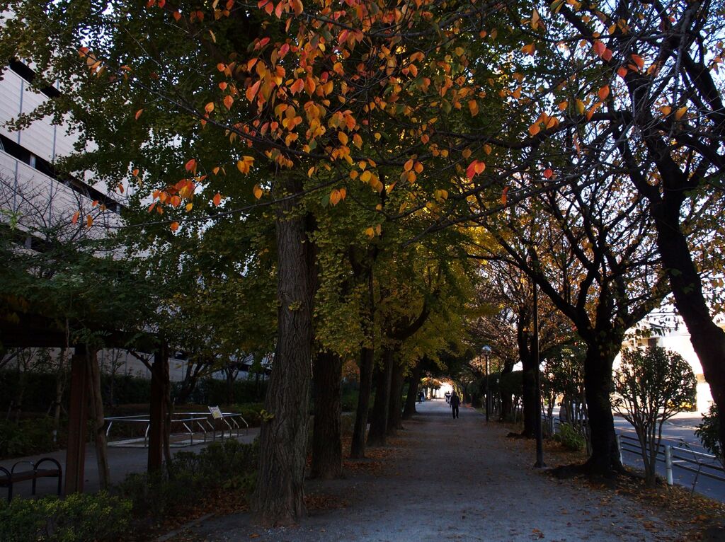 散歩道