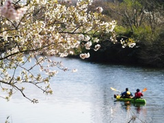 春の花見川