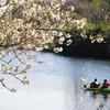 春の花見川
