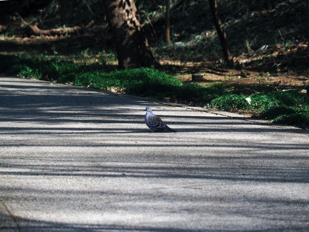 歩道の番人