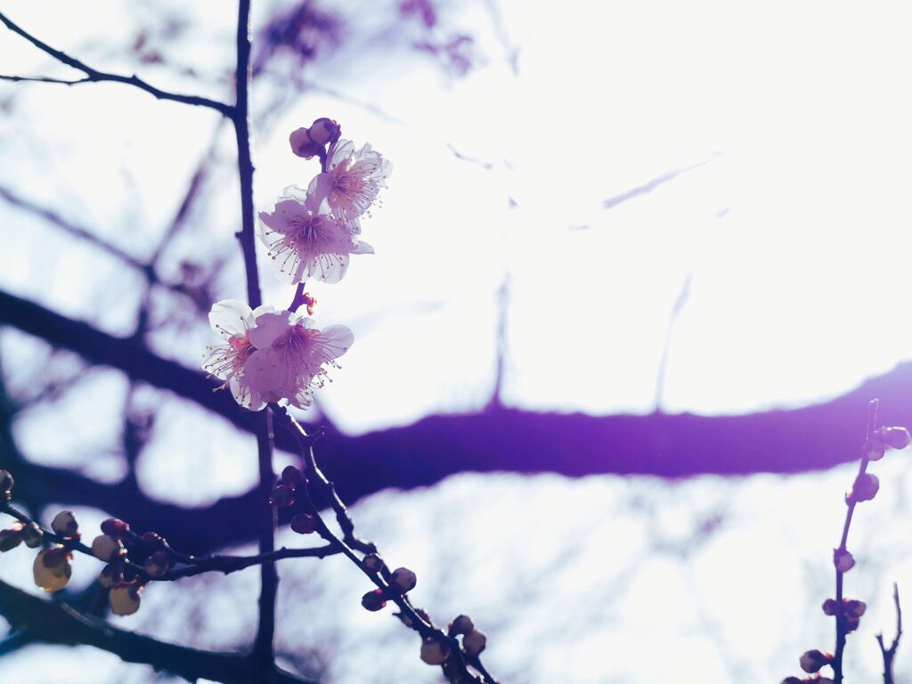 春の光