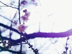 春の光