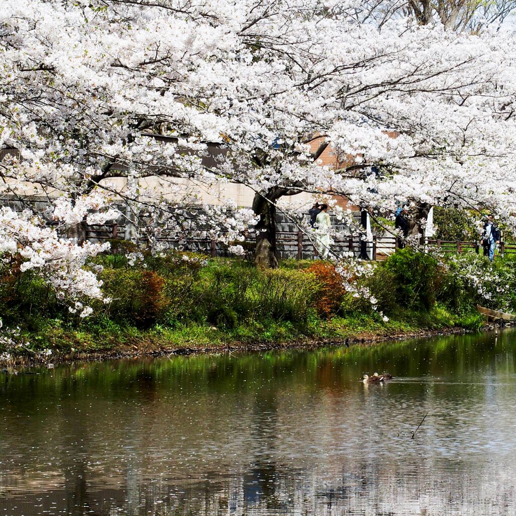 近所の春