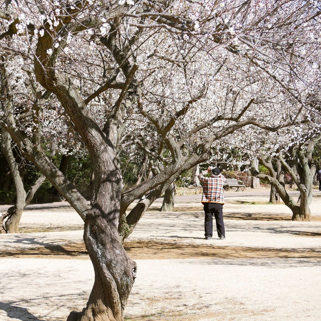 春の思い出