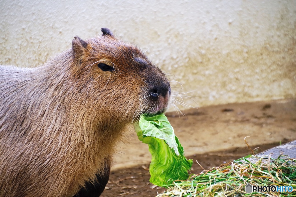 笑顔で食えるか!