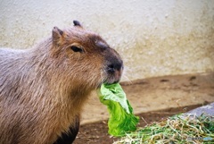 笑顔で食えるか!