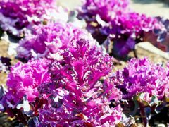 これは花か？
