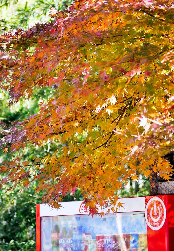 ハイキーな紅葉