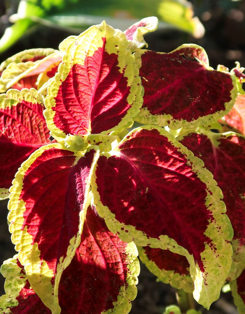 葉っぱなのか、それとも花なのか？