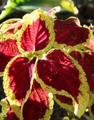 葉っぱなのか、それとも花なのか？