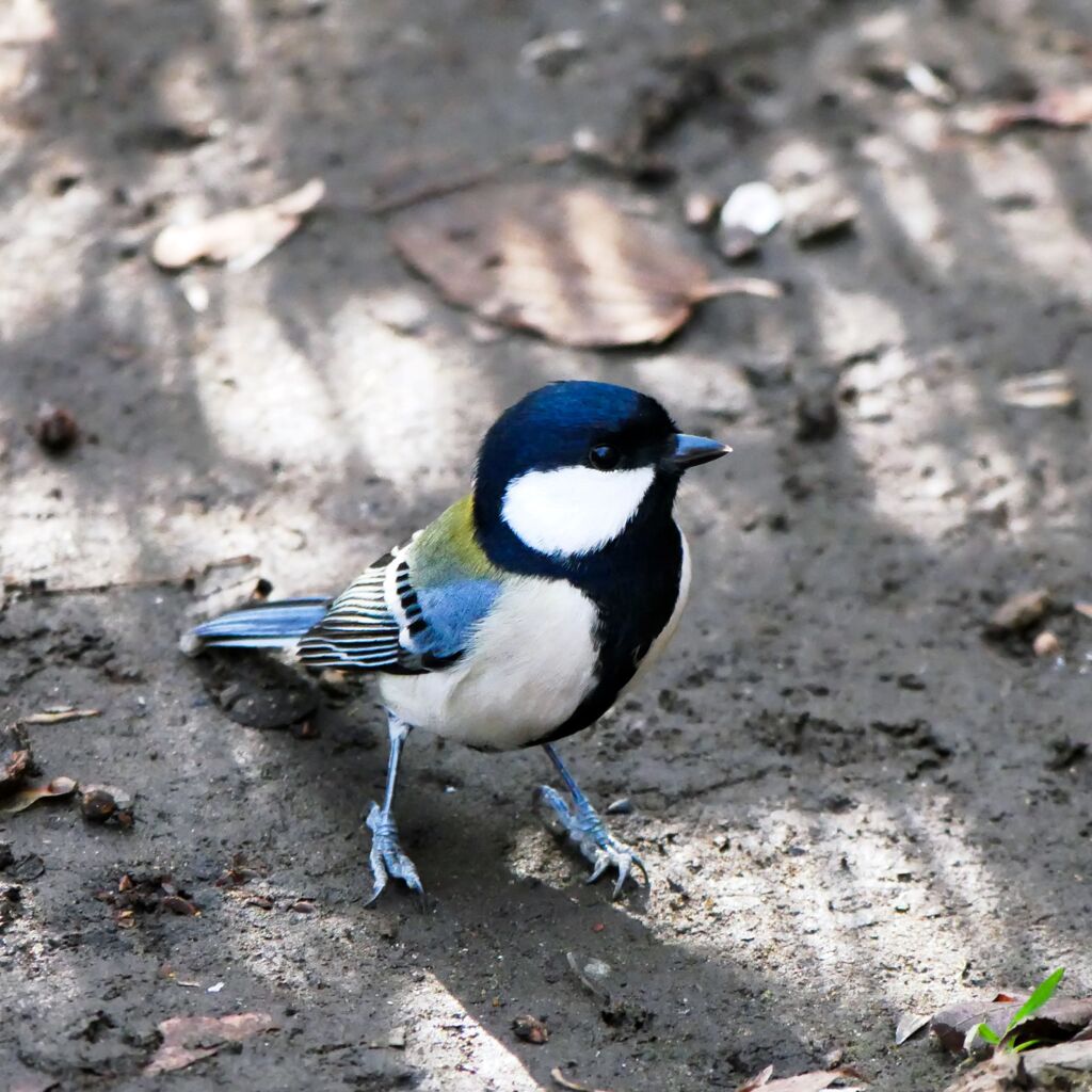 シジュウカラ
