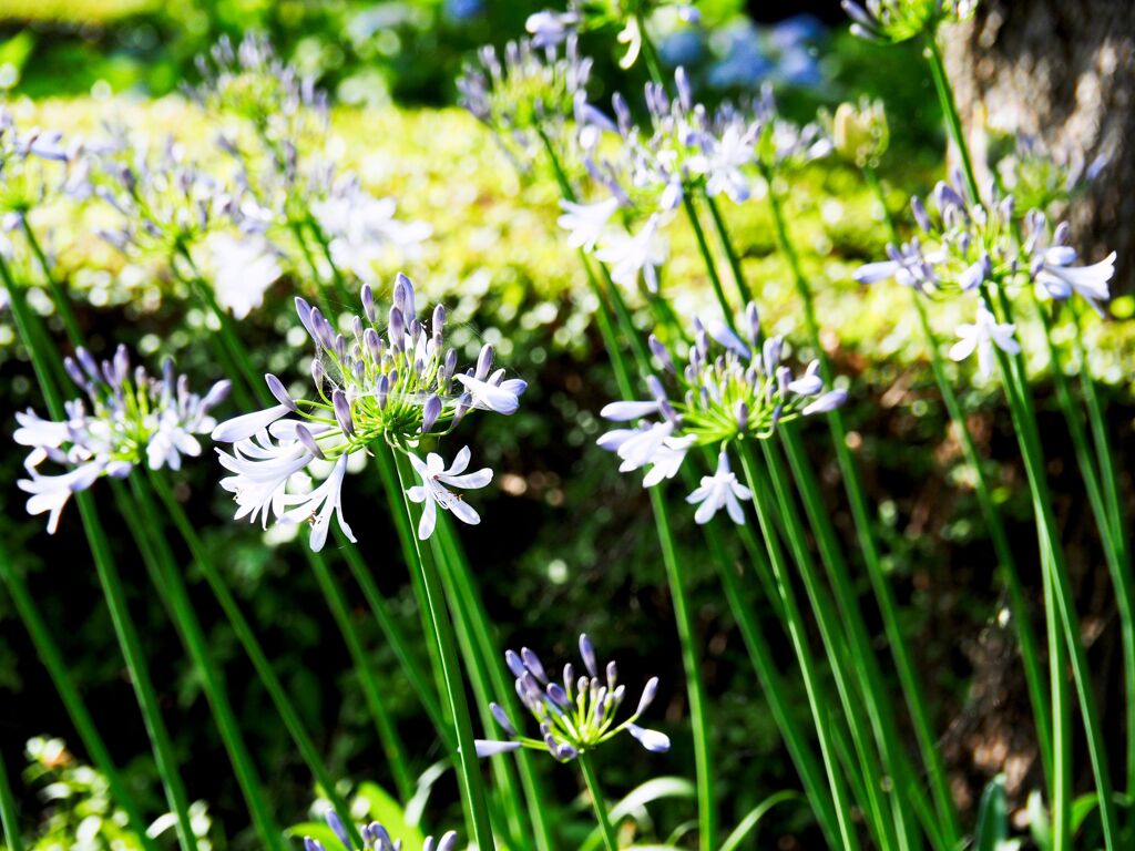 公園の花
