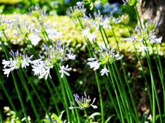 公園の花