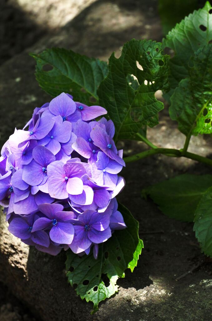 梅雨の花