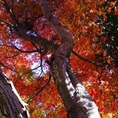近所の紅葉