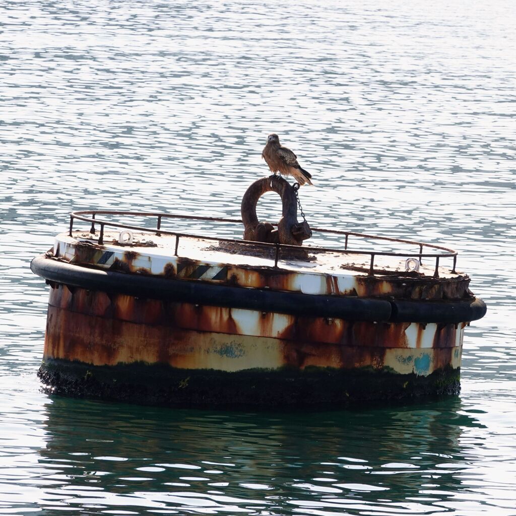 揺れるけど、満足しているよ