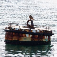 揺れるけど、満足しているよ