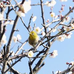 梅林園に春が来た