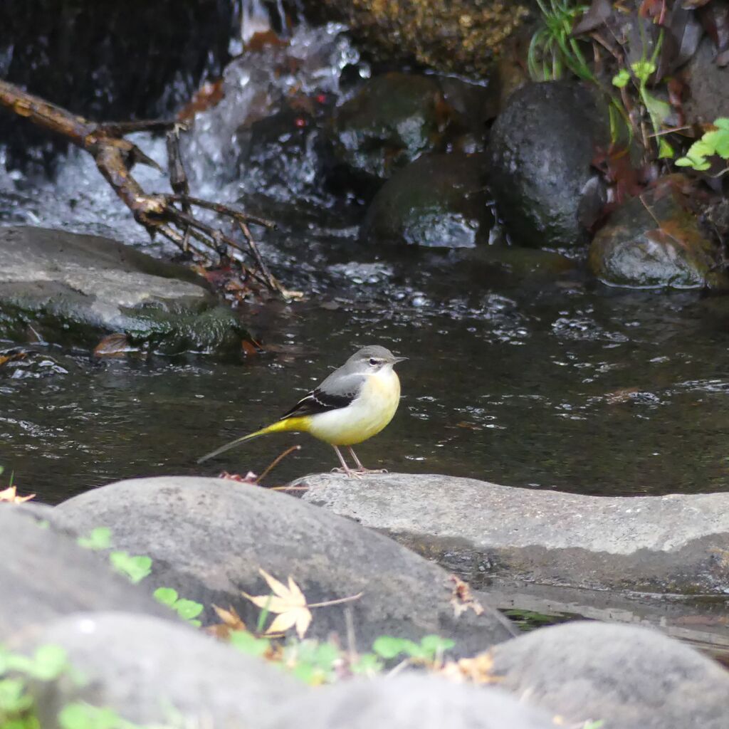 公園の野鳥