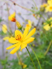 公園の花
