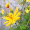公園の花