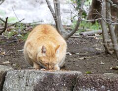 ネコさんお食事中