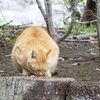 ネコさんお食事中