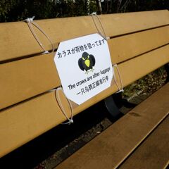平面カラス