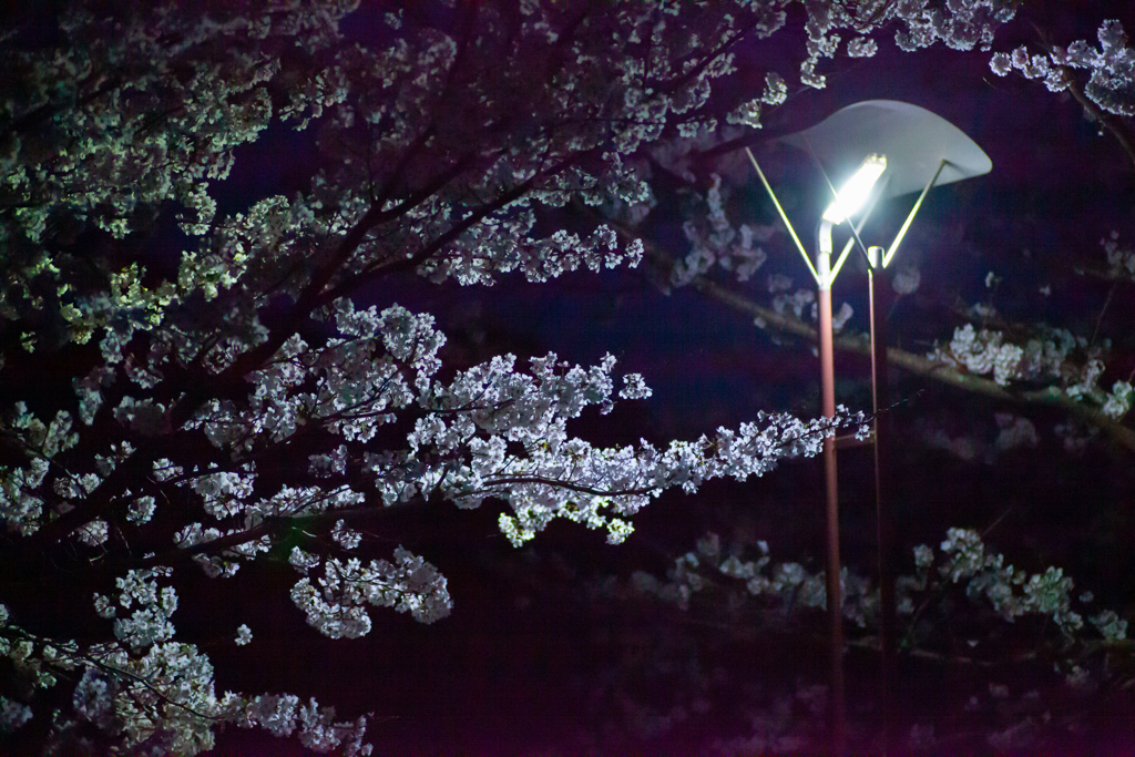 2019年　夜桜