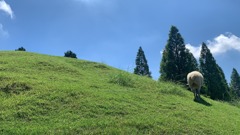 ひつじ