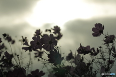 秋桜