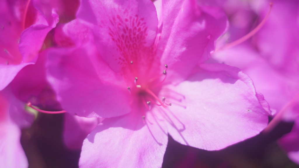 Konica Eye HEXANON 30/1.9