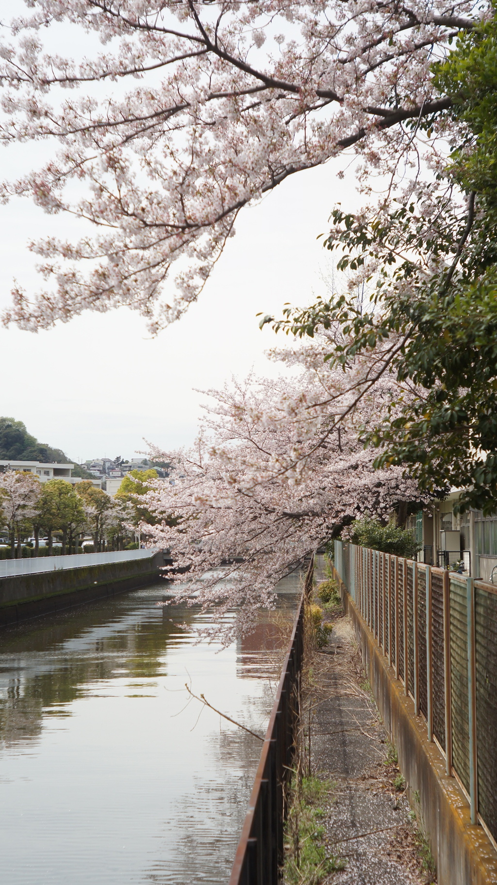 Canonet 45/1.9 (改造品)