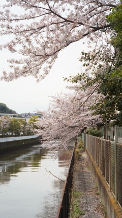 Canonet 45/1.9 (改造品)