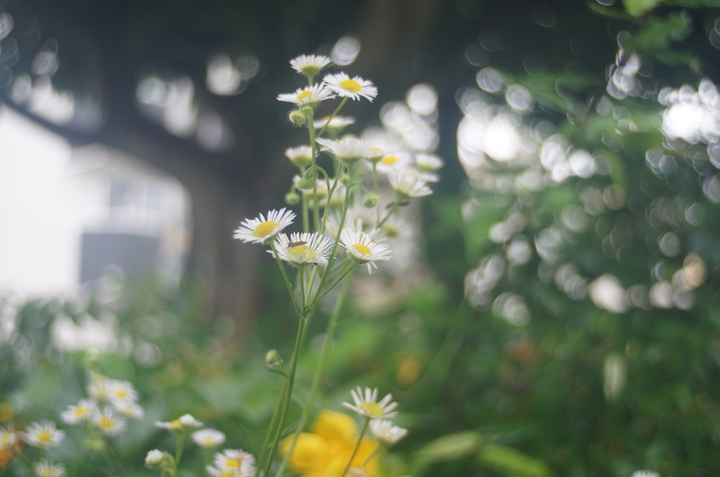 KOMURA W-KOMURA UNI AUTO 28/3.5