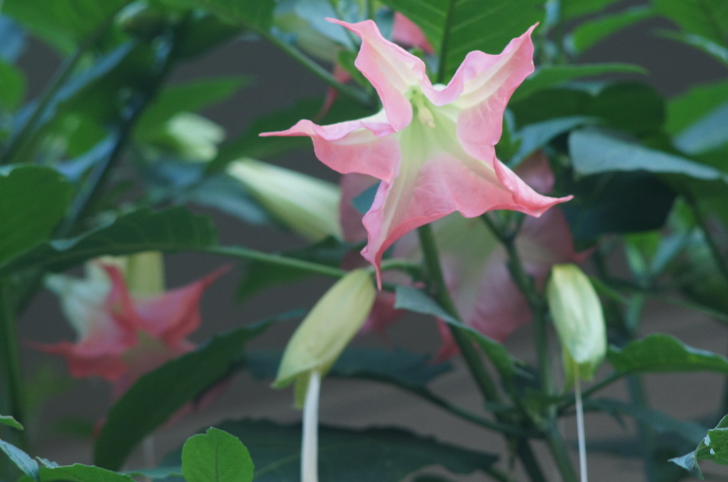 argus CINTAR 135/2.8