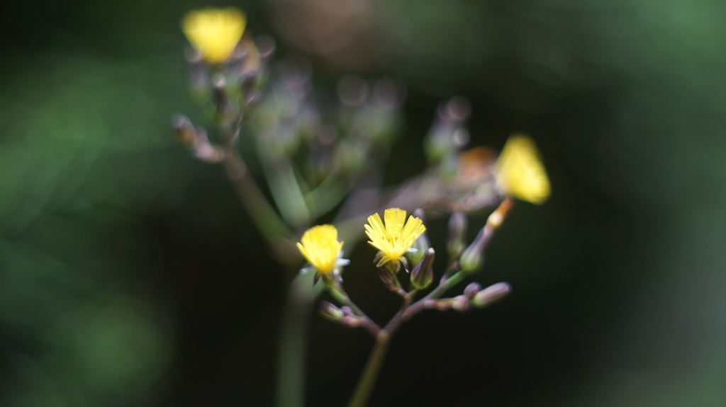 MRANDA 50/1.8