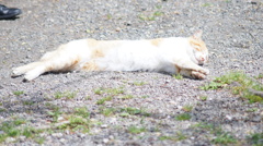 SMC PENTAX-M 135/3.5