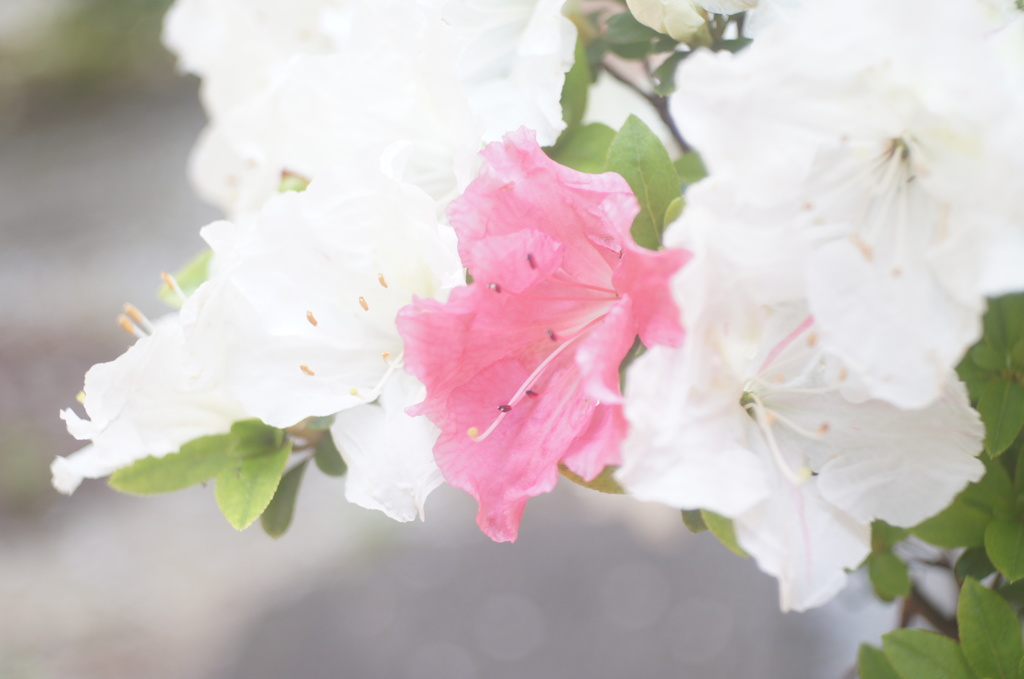 Hexanon 50/2.8 (引き伸ばしレンズ)