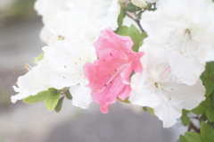 Hexanon 50/2.8 (引き伸ばしレンズ)
