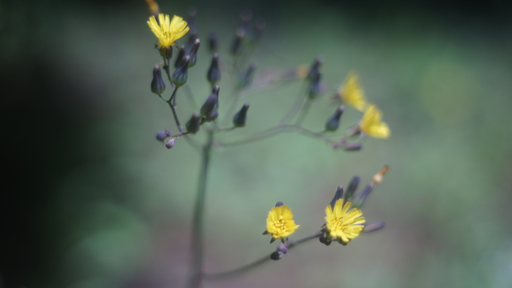 Konica Eye HEXANON 30/1.9