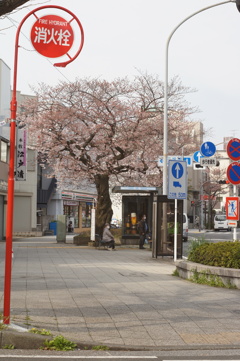 AUTO MAIMIYA-SEKOR 50/2