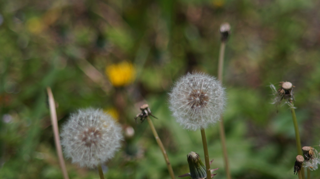 SMC PENTAX-M 135/3.5