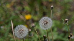 SMC PENTAX-M 135/3.5